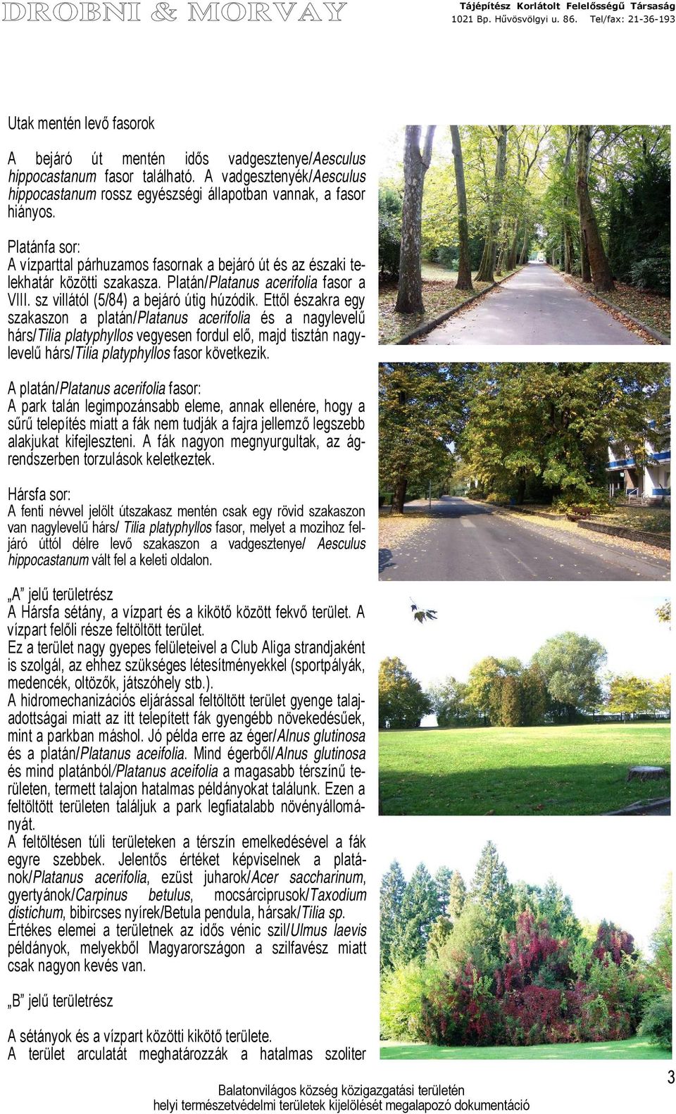 Ettől északra egy szakaszon a platán/platanus acerifolia és a nagylevelű hárs/tilia platyphyllos vegyesen fordul elő, majd tisztán nagylevelű hárs/tilia platyphyllos fasor következik.