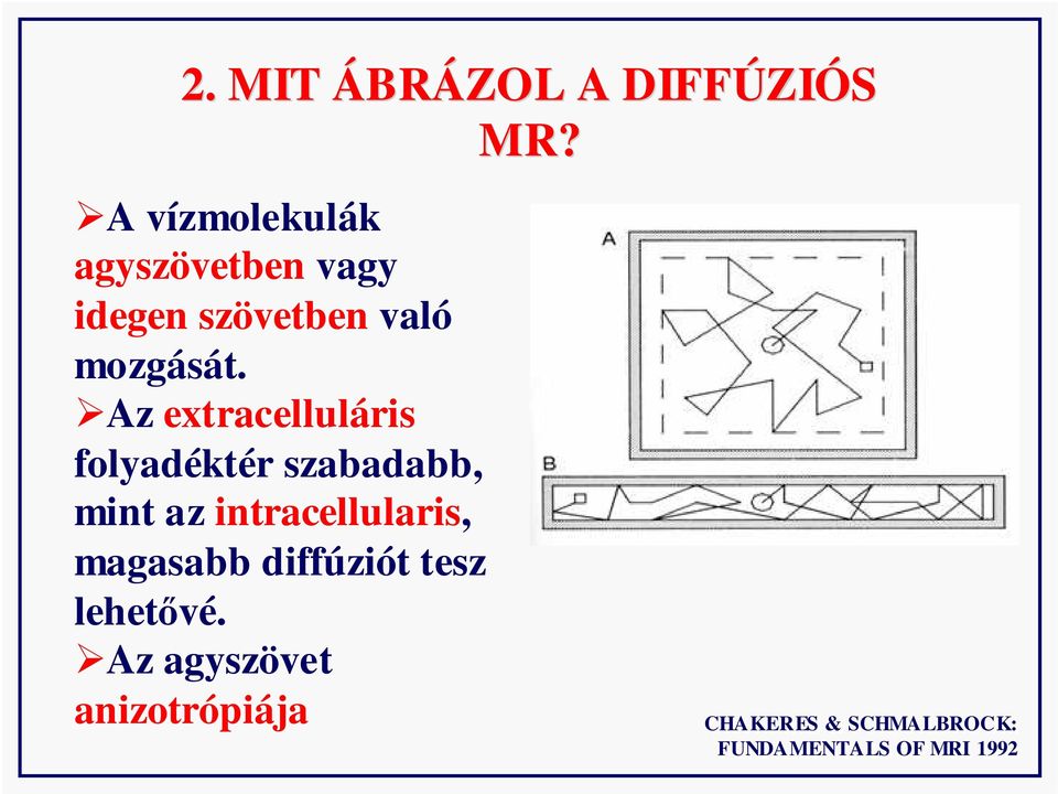 Az extracelluláris folyadéktér szabadabb, mint az intracellularis,