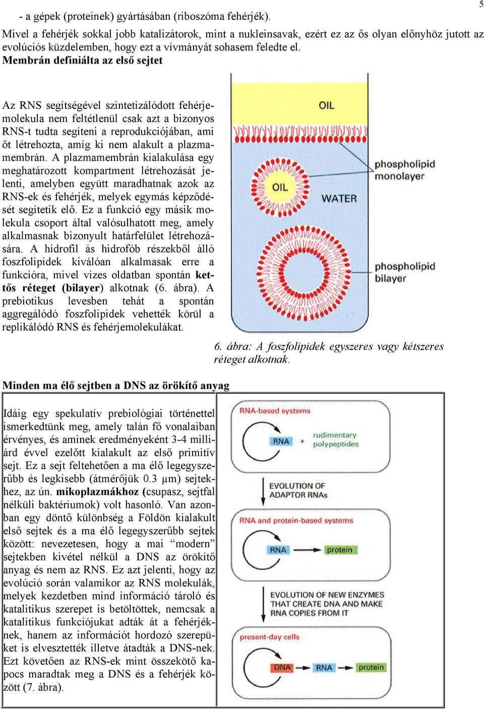 Membrán definiálta az első sejtet 5 Az RNS segítségével szintetizálódott fehérjemolekula nem feltétlenül csak azt a bizonyos RNS-t tudta segíteni a reprodukciójában, ami őt létrehozta, amíg ki nem
