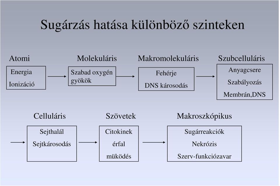 Anyagcsere Szabályozás Membrán,DNS Celluláris Sejthalál Sejtkárosodás