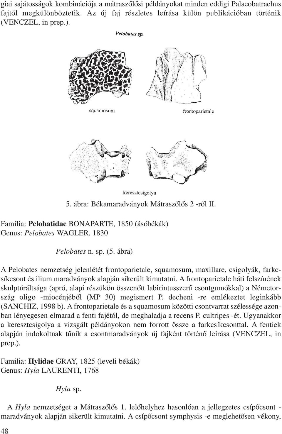 ábra) A Pelobates nemzetség jelenlétét frontoparietale, squamosum, maxillare, csigolyák, farkcsíkcsont és ilium maradványok alapján sikerült kimutatni.