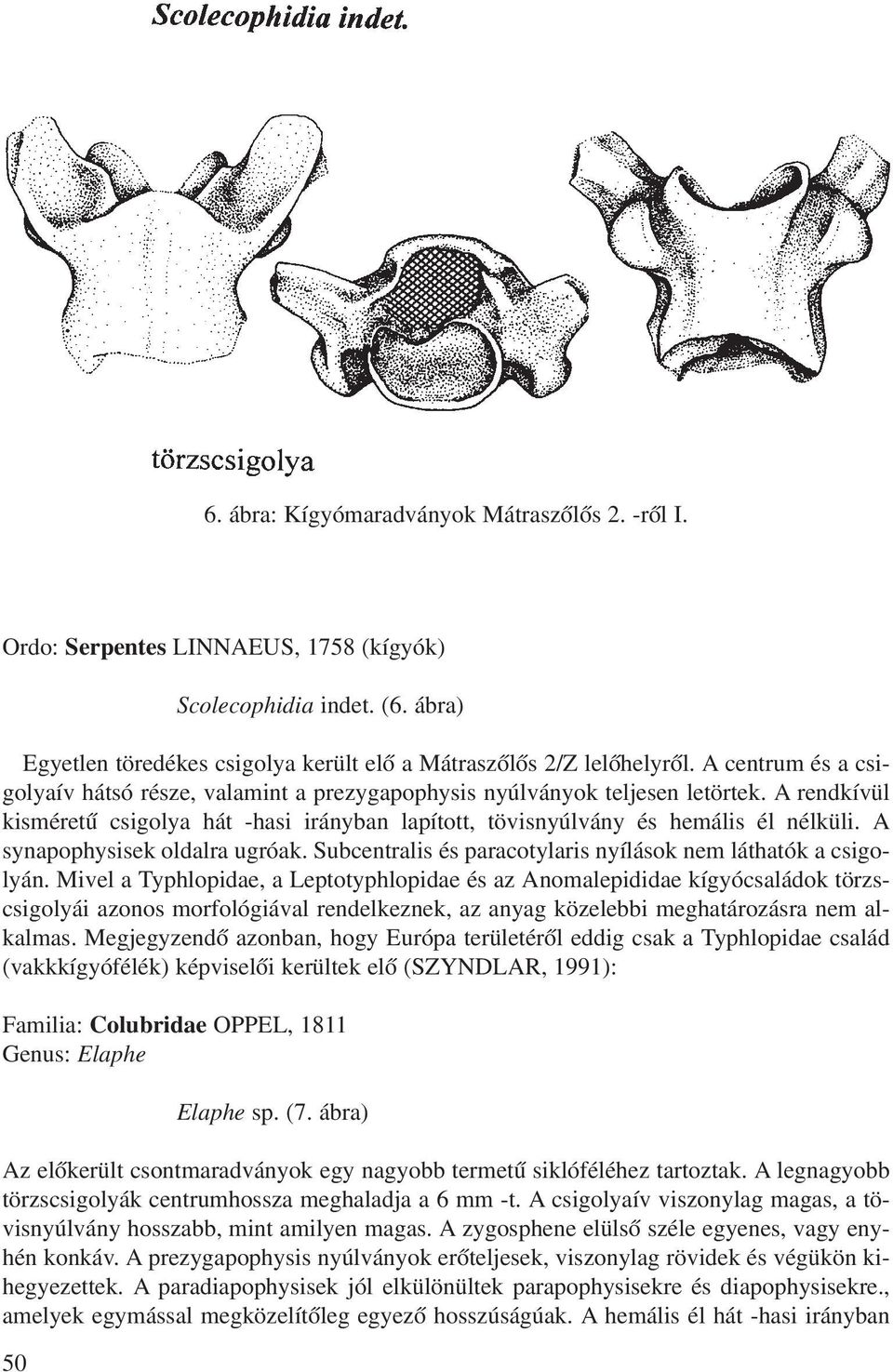 A synapophysisek oldalra ugróak. Subcentralis és paracotylaris nyílások nem láthatók a csigolyán.