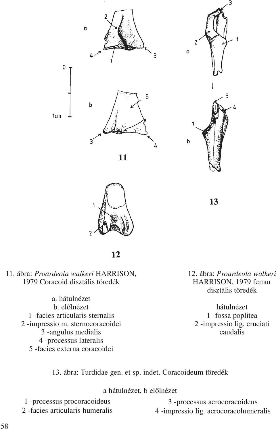 ábra: Proardeola walkeri HARRISON, 1979 femur disztális töredék hátulnézet 1 -fossa poplitea 2 -impressio lig. cruciati caudalis 13.