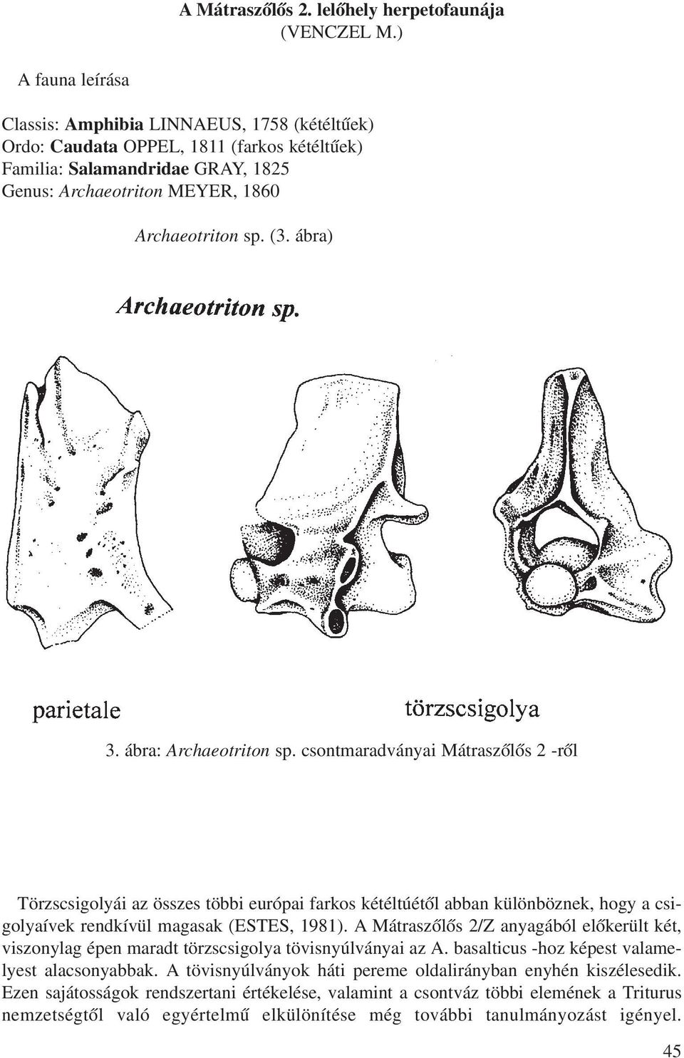 ábra) 3. ábra: Archaeotriton sp. csontmaradványai Mátraszõlõs 2 -rõl Törzscsigolyái az összes többi európai farkos kétéltúétõl abban különböznek, hogy a csigolyaívek rendkívül magasak (ESTES, 1981).