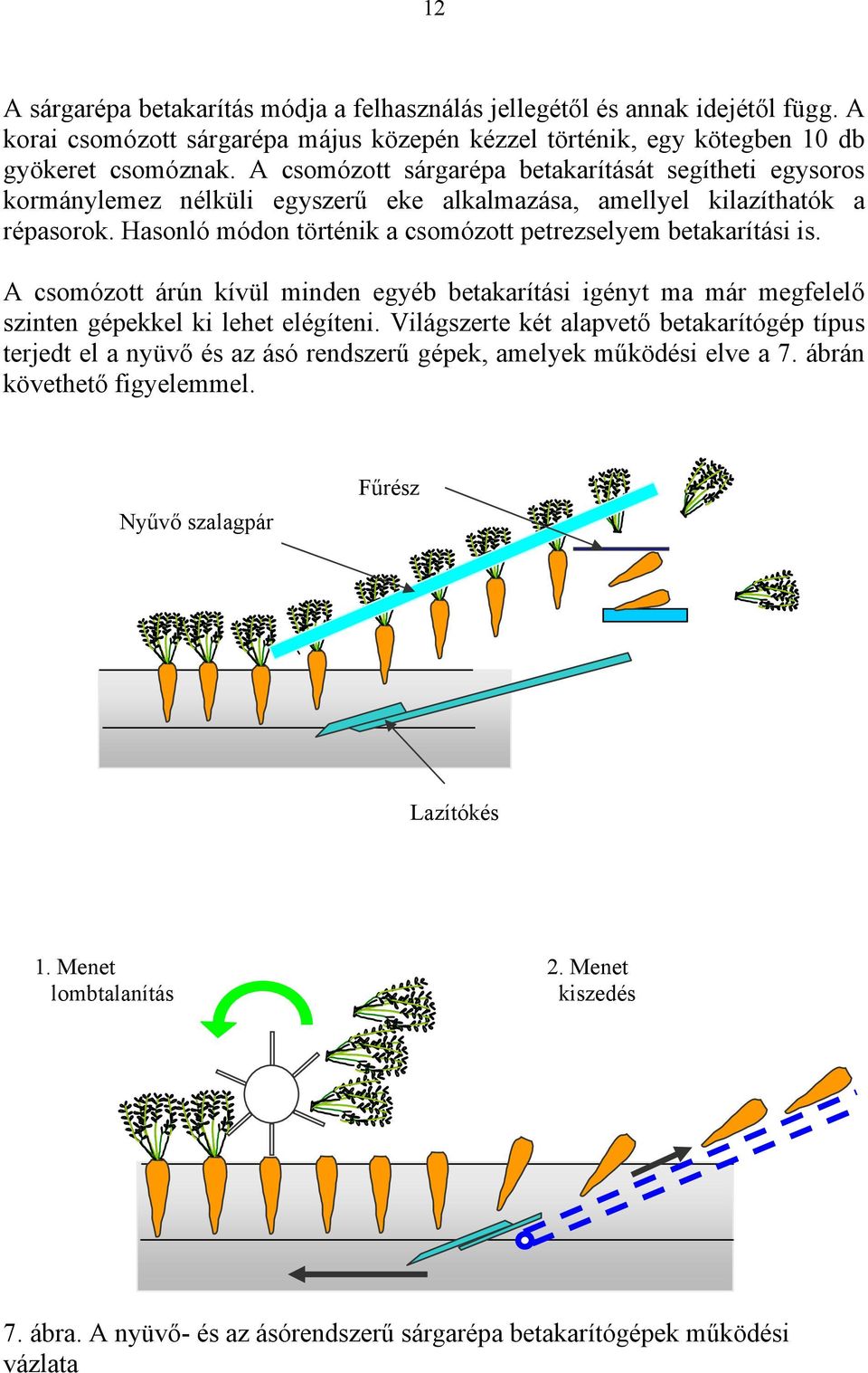 Hasonló módon történik a csomózott petrezselyem betakarítási is. A csomózott árún kívül minden egyéb betakarítási igényt ma már megfelelő szinten gépekkel ki lehet elégíteni.