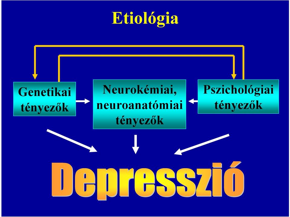 neuroanatómiai