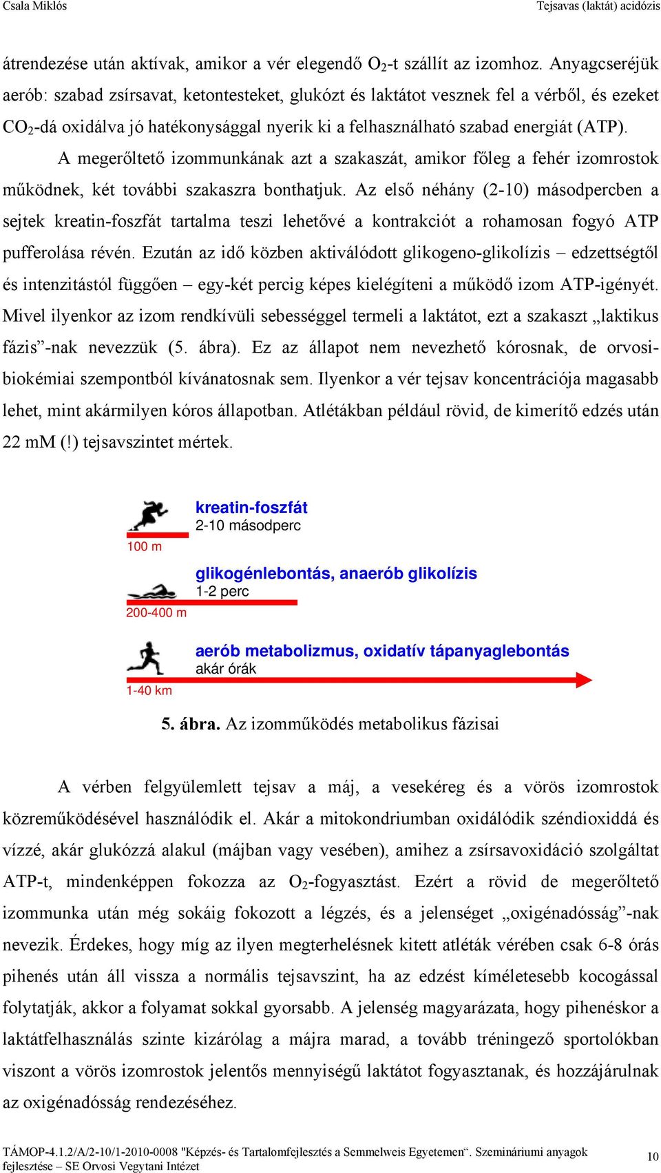 A megerőltető izommunkának azt a szakaszát, amikor főleg a fehér izomrostok működnek, két további szakaszra bonthatjuk.