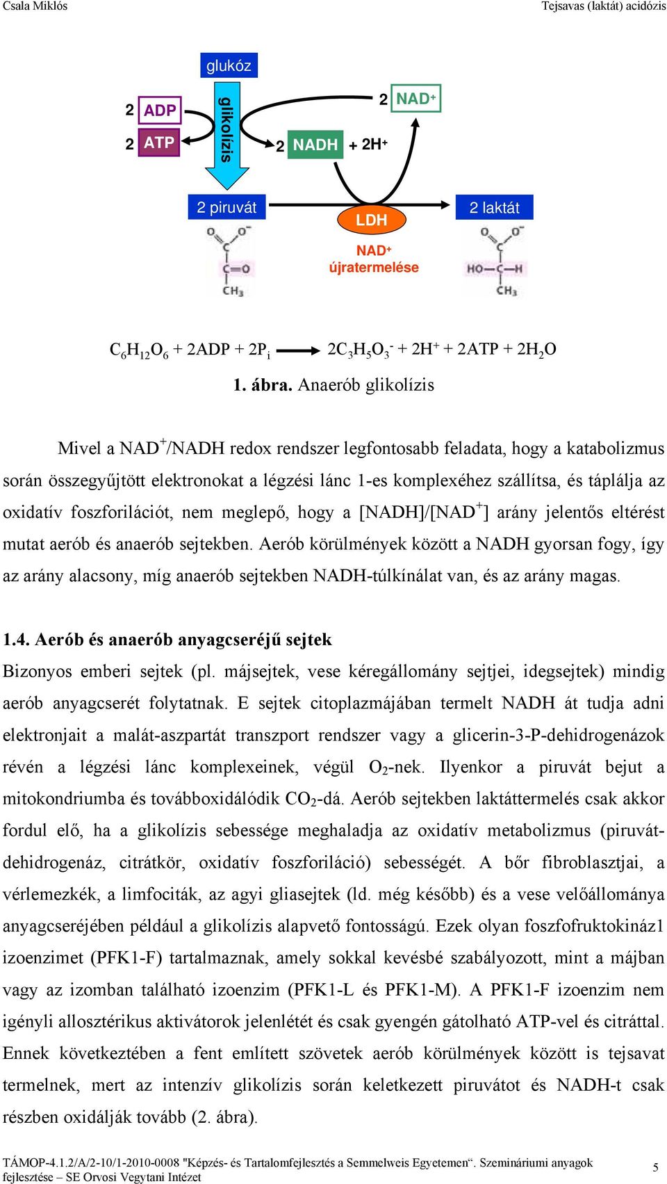 foszforilációt, nem meglepő, hogy a [NADH]/[NAD + ] arány jelentős eltérést mutat aerób és anaerób sejtekben.