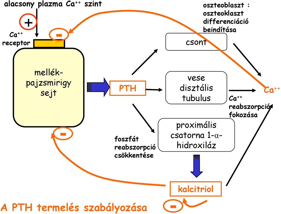 mellékpajzsmirigy sejt PTH - foszfát reabszorpció csökkentése vese