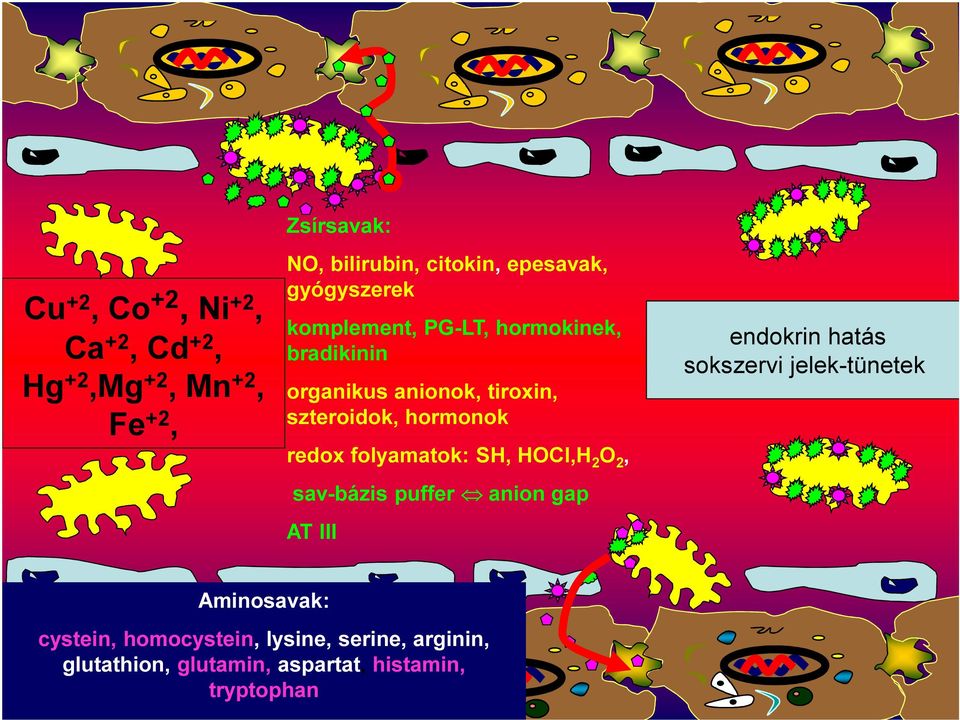 folyamatok: SH, HOCl,H 2 O 2, sav-bázis puffer anion gap AT III endokrin hatás sokszervi jelek-tünetek