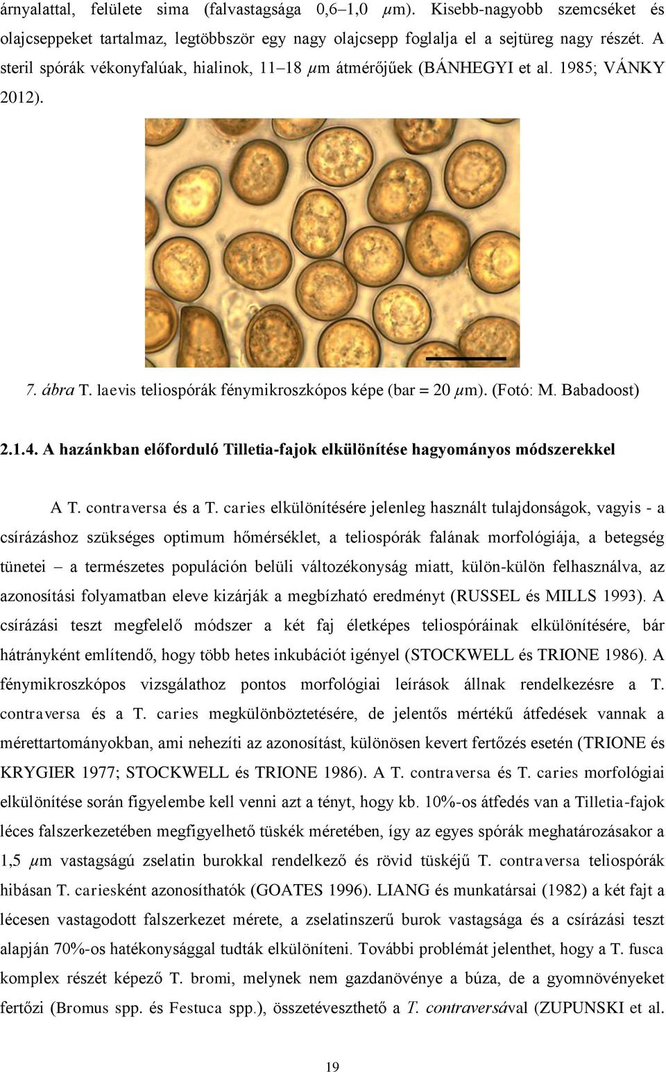 A hazánkban előforduló Tilletia-fajok elkülönítése hagyományos módszerekkel A T. contraversa és a T.