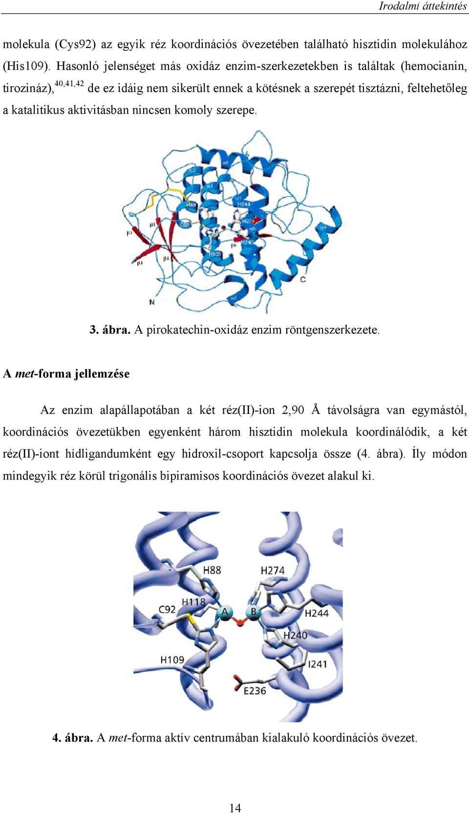 aktivitásban nincsen komoly szerepe. 3. ábra. A pirokatechin-oxidáz enzim röntgenszerkezete.