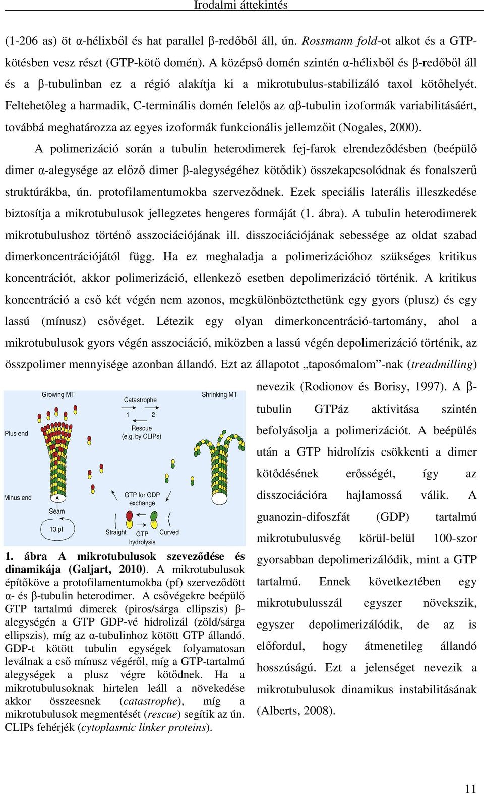 Feltehetıleg a harmadik, C-terminális domén felelıs az αβ-tubulin izoformák variabilitásáért, továbbá meghatározza az egyes izoformák funkcionális jellemzıit (Nogales, 2000).