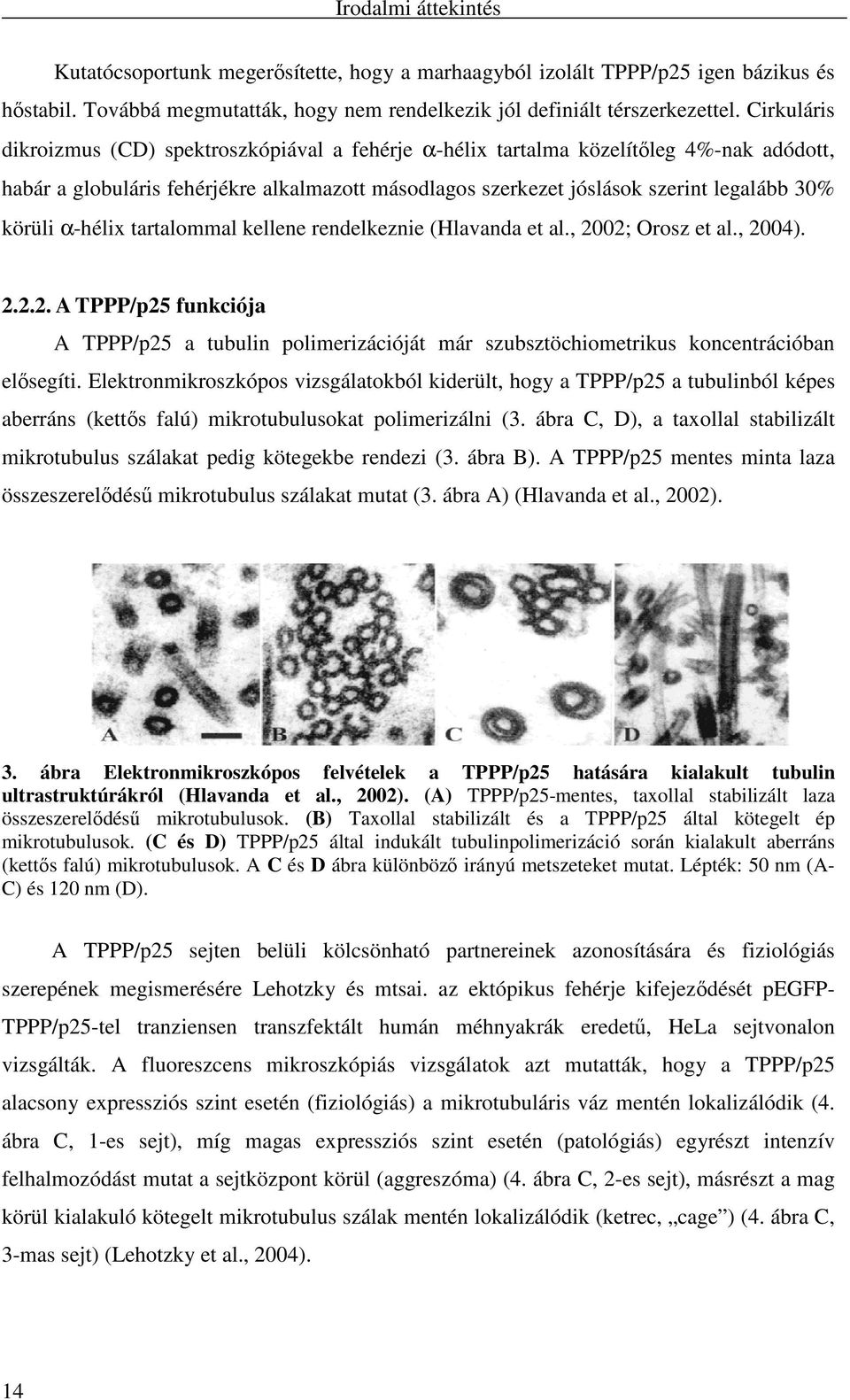 α-hélix tartalommal kellene rendelkeznie (Hlavanda et al., 2002; Orosz et al., 2004). 2.2.2. A TPPP/p25 funkciója A TPPP/p25 a tubulin polimerizációját már szubsztöchiometrikus koncentrációban elısegíti.