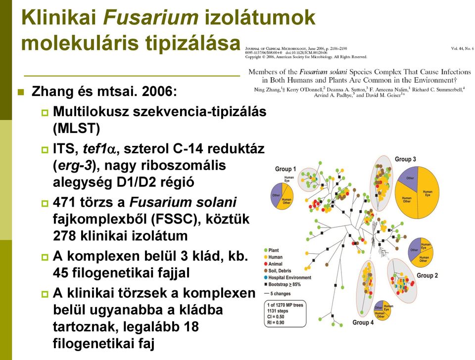 alegység D1/D2 régió 471 törzs a Fusarium solani fajkomplexből (FSSC), köztük 278 klinikai izolátum A