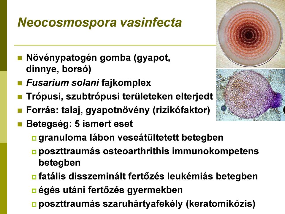 granuloma lábon veseátültetett betegben poszttraumás osteoarthrithis immunokompetens betegben fatális