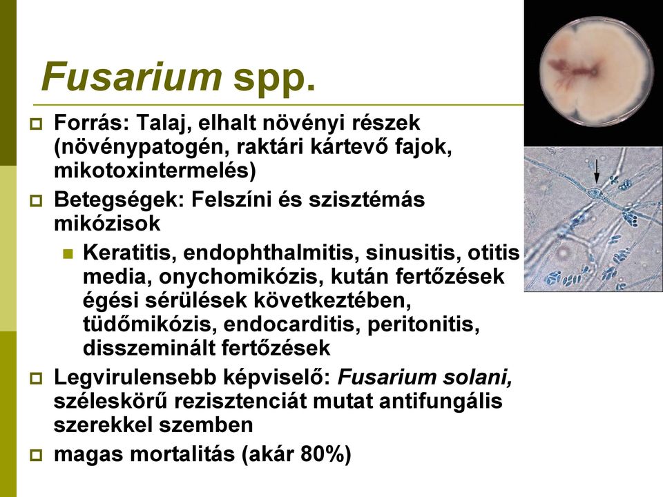 és szisztémás mikózisok Keratitis, endophthalmitis, sinusitis, otitis media, onychomikózis, kután fertőzések égési