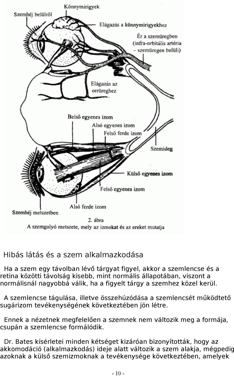 A szemlencse tágulása, illetve összehúzódása a szemlencsét működtető sugárizom tevékenységének következtében jön létre.