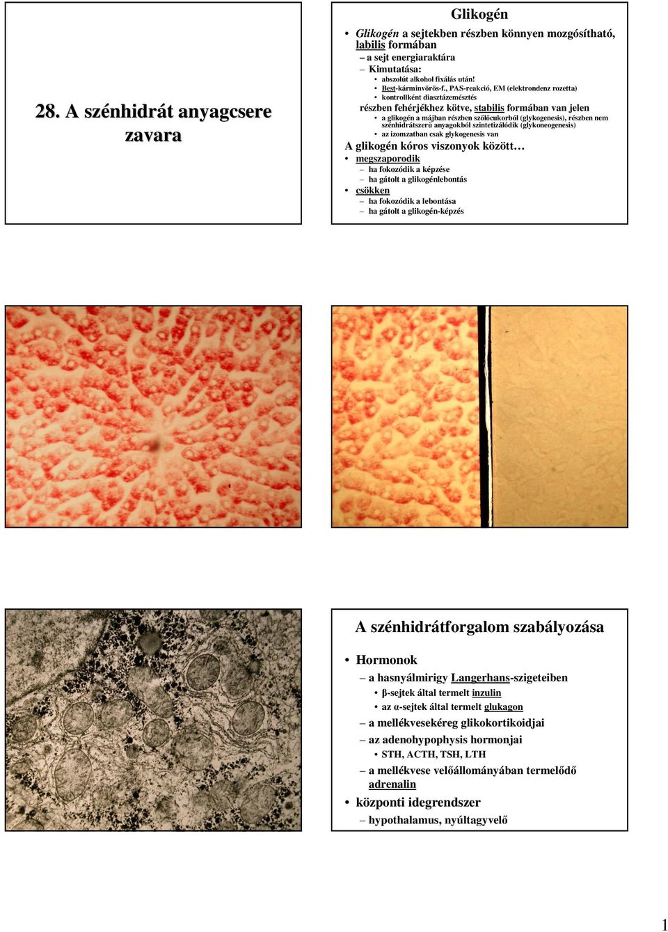 , PAS-reakció, EM (elektrondenz rozetta) kontrollként diasztázemésztés részben fehérjékhez kötve, stabilis formában van jelen a glikogén a májban részben szılıcukorból (glykogenesis), részben nem