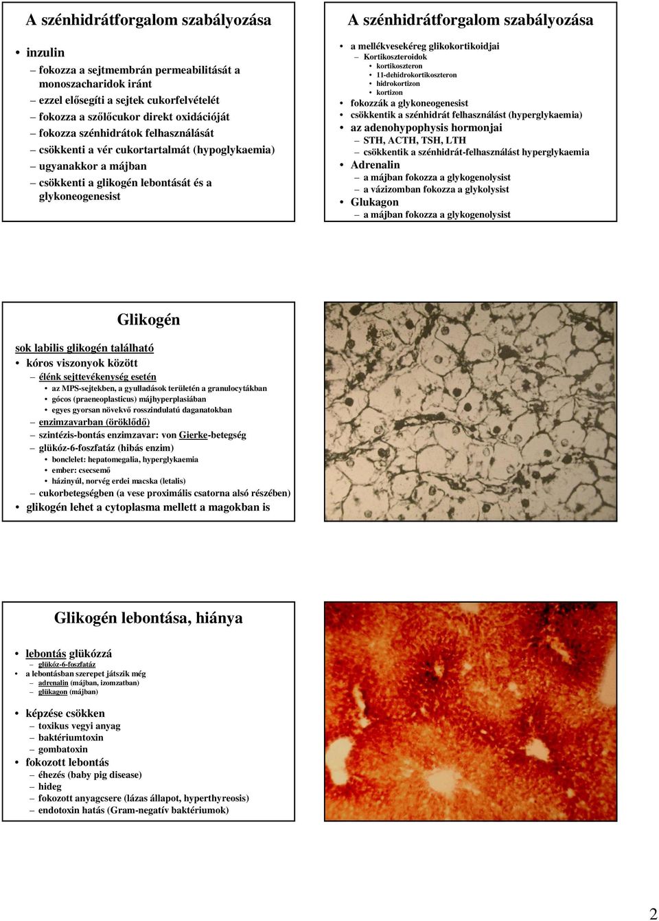 11-dehidrokortikoszteron hidrokortizon kortizon fokozzák a glykoneogenesist csökkentik a szénhidrát felhasználást (hyperglykaemia) az adenohypophysis hormonjai STH, ACTH, TSH, LTH csökkentik a