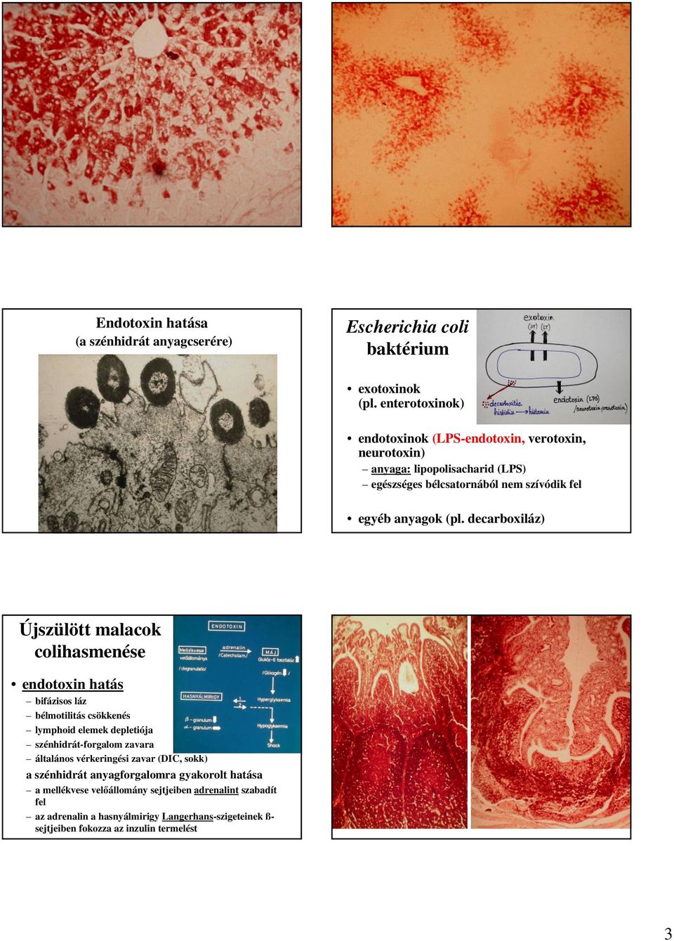 decarboxiláz) Újszülött malacok colihasmenése endotoxin hatás bifázisos láz bélmotilitás csökkenés lymphoid elemek depletiója szénhidrát-forgalom zavara