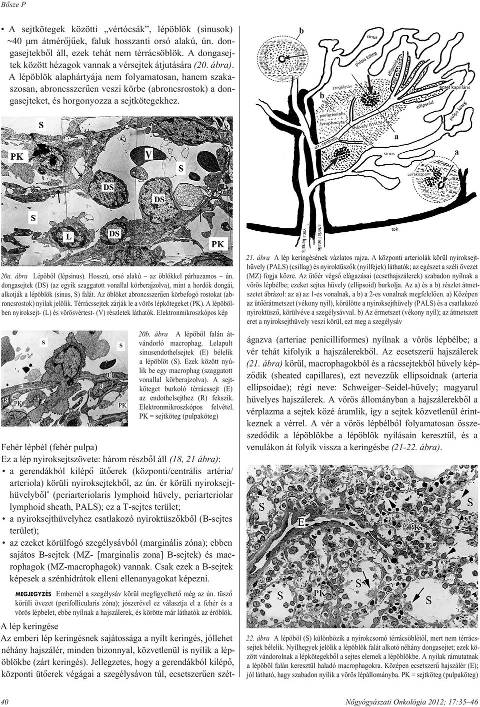 A lépöblök alaphártyája nem folyamatosan, hanem szakaszosan, abroncsszerûen veszi körbe (abroncsrostok) a donga sej te ket, és horgonyozza a sejtkötegekhez. b b szegélysáv a a csíraközpont 20a.