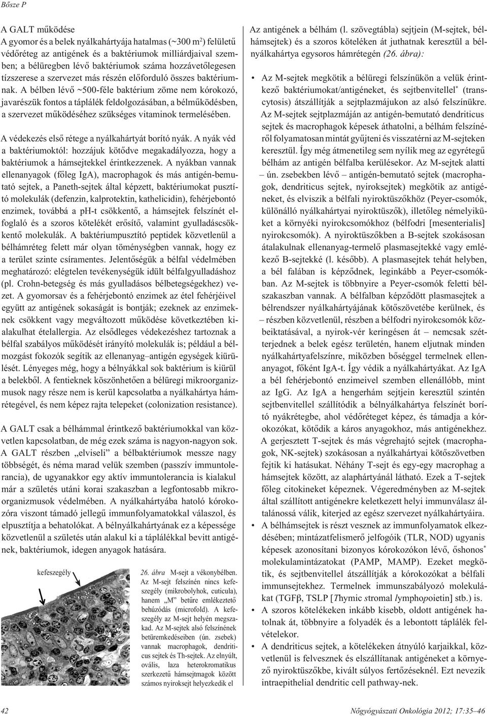 A bélben lévô ~500-féle baktérium zöme nem kórokozó, javarészük fontos a táplálék feldolgozásában, a bélmûködésben, a szervezet mûködéséhez szükséges vitaminok termelésében.