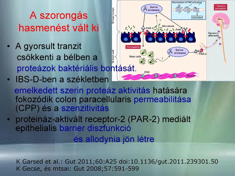 permeabilitása (CPP) és a szenzitivitás proteináz-aktivált receptor-2 (PAR-2) mediált epithelialis barrier