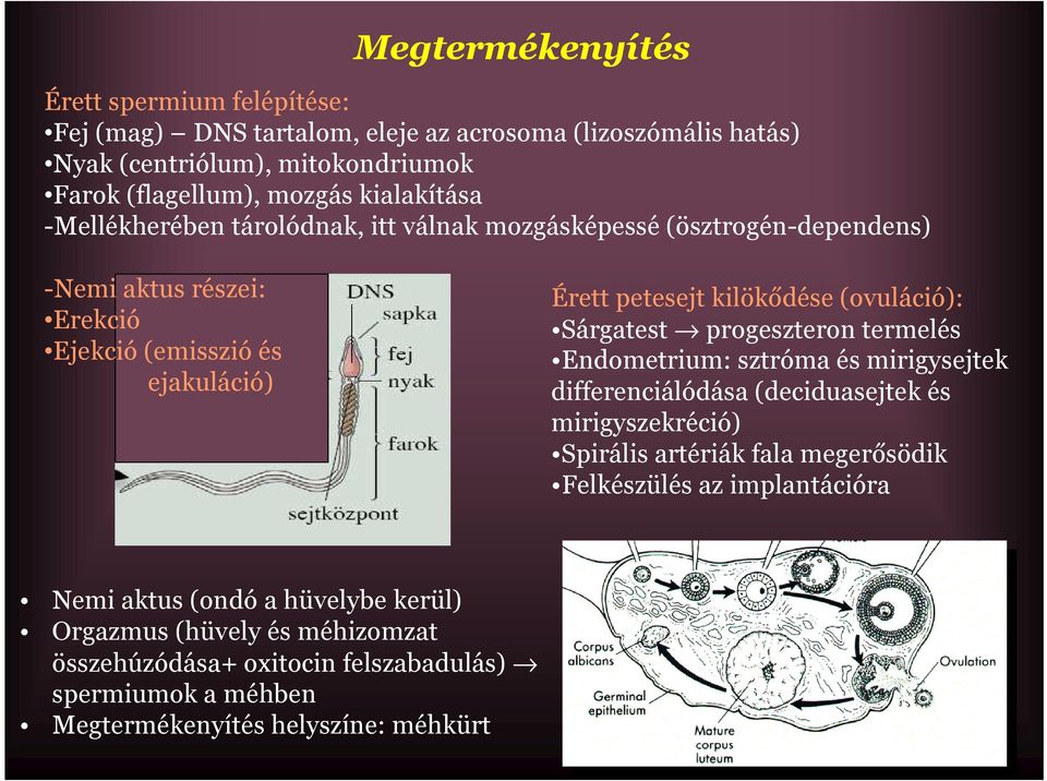 (ovuláció): Sárgatest progeszteron termelés Endometrium: sztróma és mirigysejtek differenciálódása (deciduasejtek és mirigyszekréció) Spirális artériák fala megerősödik