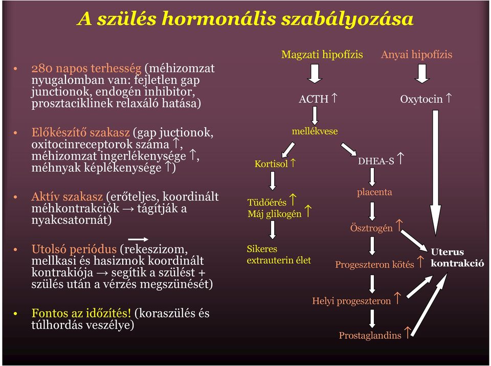 méhkontrakciók tágítják a nyakcsatornát) Kortisol Tüdőérés Máj glikogén mellékvese DHEA-S placenta Ösztrogén Utolsóperiódus(rekeszizom, mellkasi és hasizmok koordinált kontrakiója