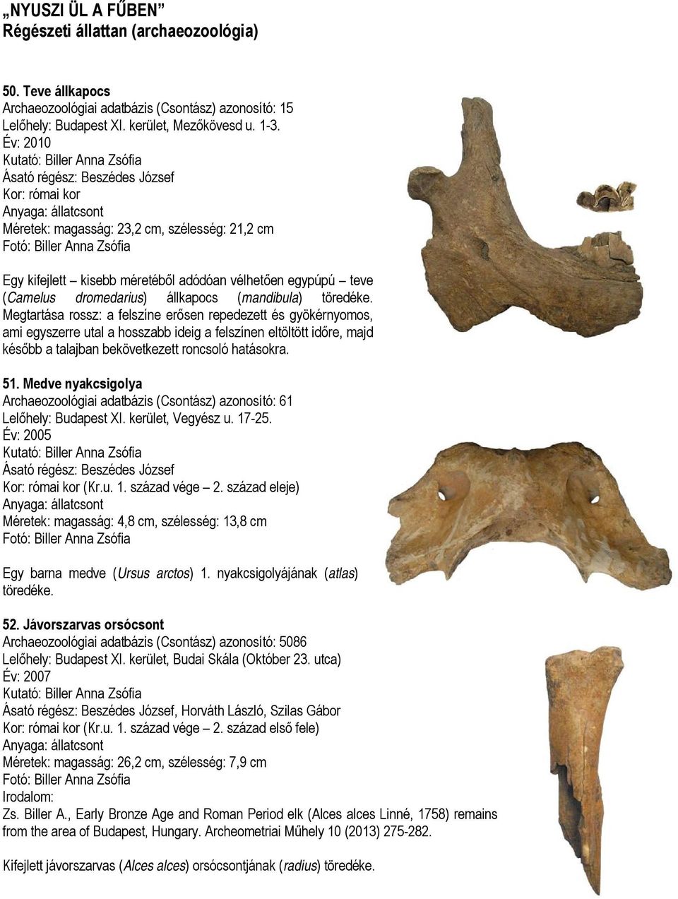 méretéből adódóan vélhetően egypúpú teve (Camelus dromedarius) állkapocs (mandibula) töredéke.