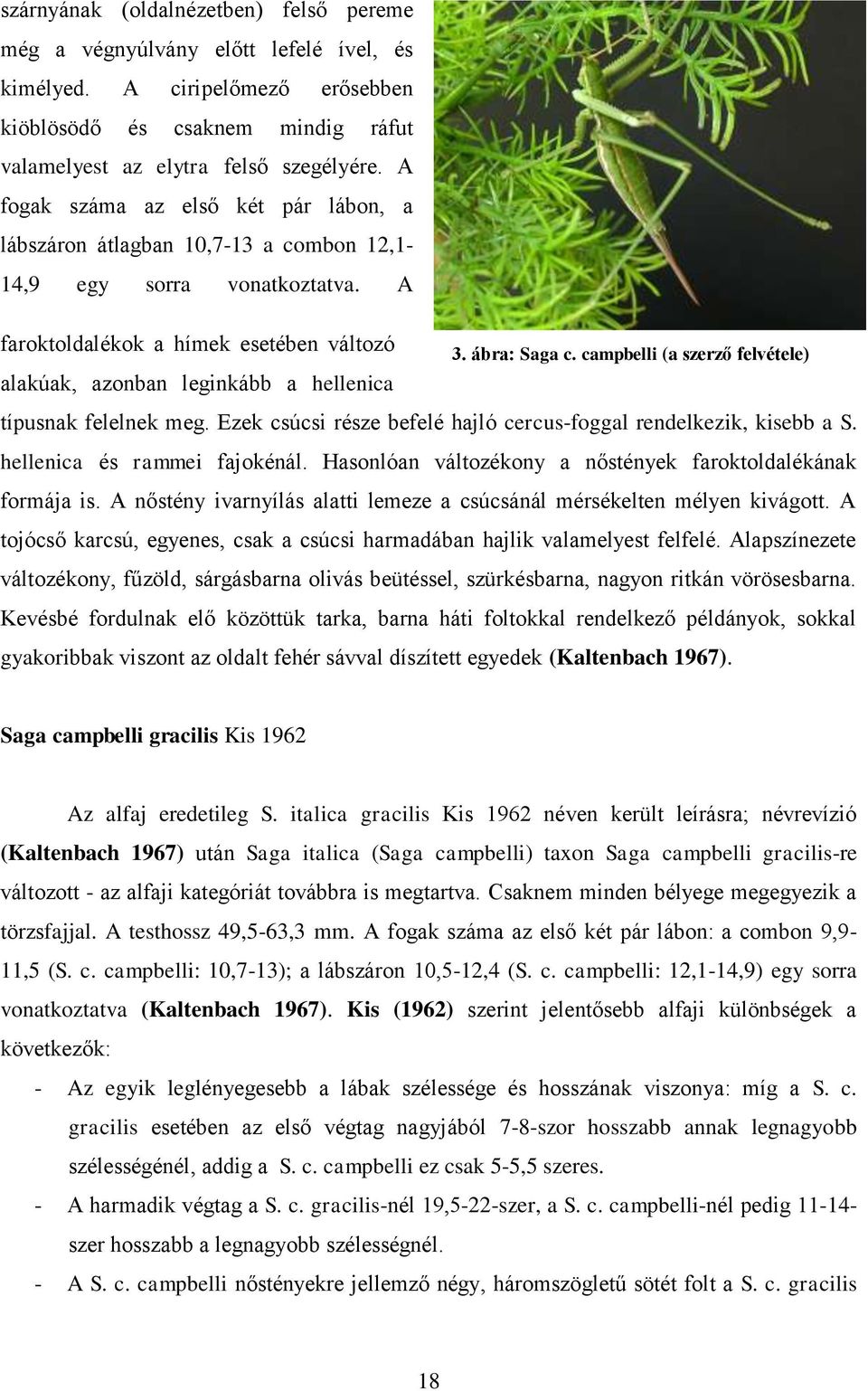 campbelli (a szerző felvétele) alakúak, azonban leginkább a hellenica típusnak felelnek meg. Ezek csúcsi része befelé hajló cercus-foggal rendelkezik, kisebb a S. hellenica és rammei fajokénál.