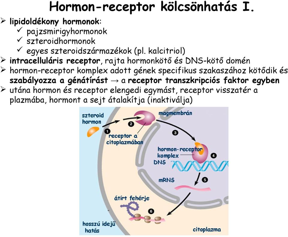 kalcitriol) intracelluláris receptor, rajta hormonkötő és DNS-kötő domén hormon-receptor komplex adott gének