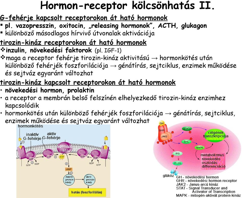 (pl. IGF-1) maga a receptor fehérje tirozin-kináz aktivitású hormonkötés után különböző fehérjék foszforilációja génátírás, sejtciklus, enzimek működése és sejtváz egyaránt változhat