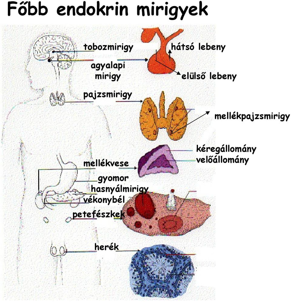 mellékpajzsmirigy mellékvese gyomor