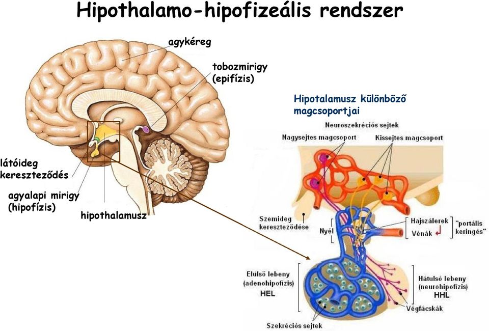 Hipotalamusz különböző magcsoportjai