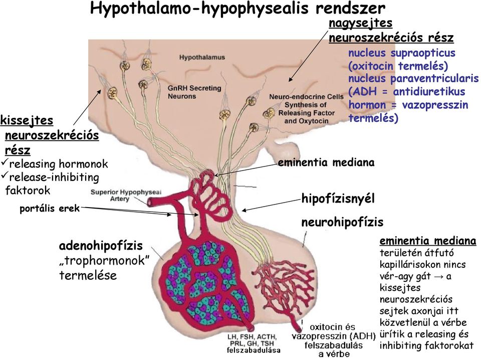 antidiuretikus hormon = vazopresszin termelés) eminentia mediana hipofízisnyél neurohipofízis eminentia mediana területén átfutó