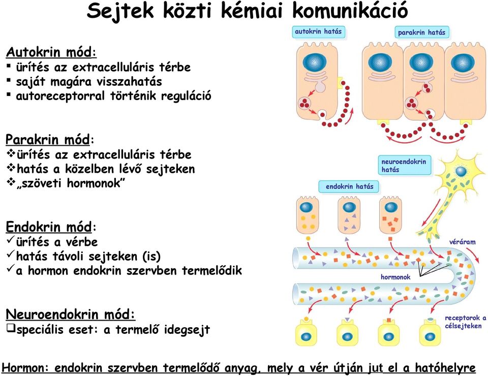 neuroendokrin hatás endokrin hatás Endokrin mód: ürítés a vérbe hatás távoli sejteken (is) a hormon endokrin szervben termelődik