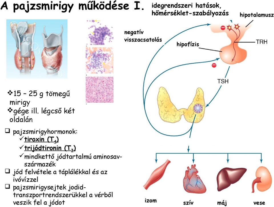 g tömegű mirigy gége ill.