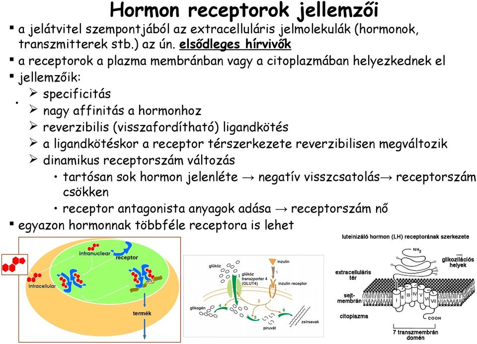 reverzibilis (visszafordítható) ligandkötés a ligandkötéskor a receptor térszerkezete reverzibilisen megváltozik dinamikus receptorszám változás