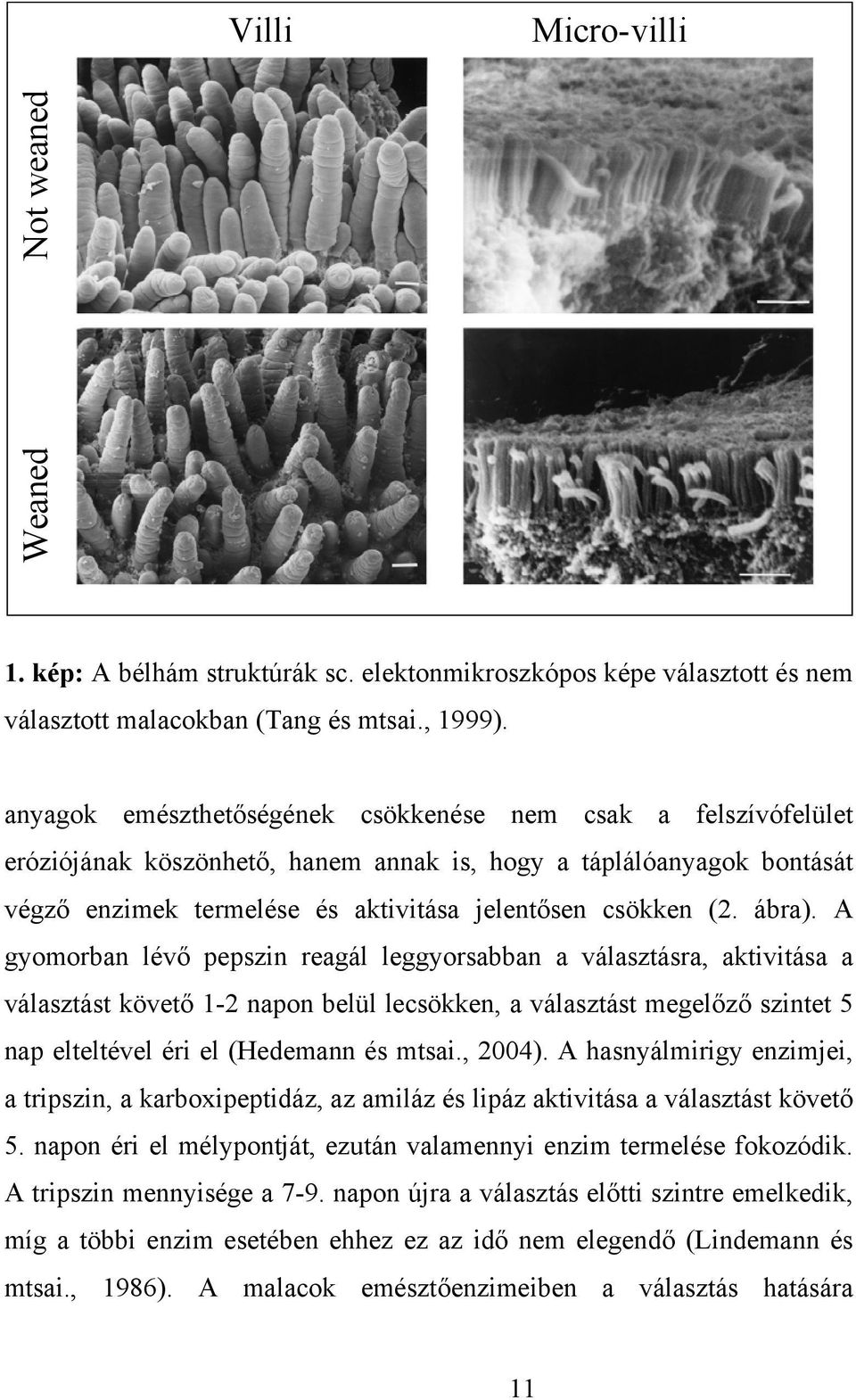 ábra). A gyomorban lévő pepszin reagál leggyorsabban a választásra, aktivitása a választást követő 1-2 napon belül lecsökken, a választást megelőző szintet 5 nap elteltével éri el (Hedemann és mtsai.