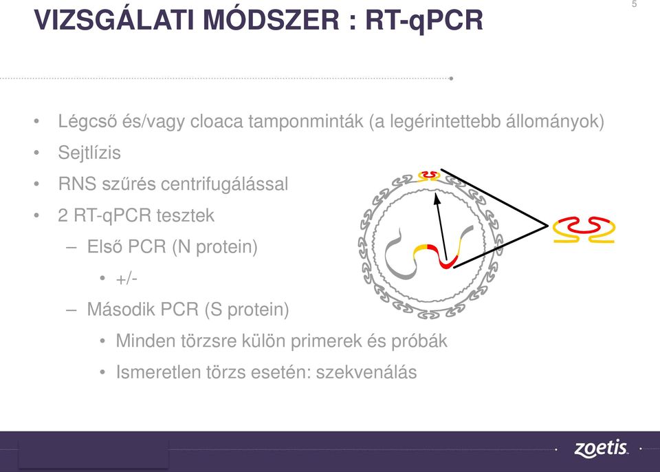 RT-qPCR tesztek Első PCR (N protein) +/- Második PCR (S protein)