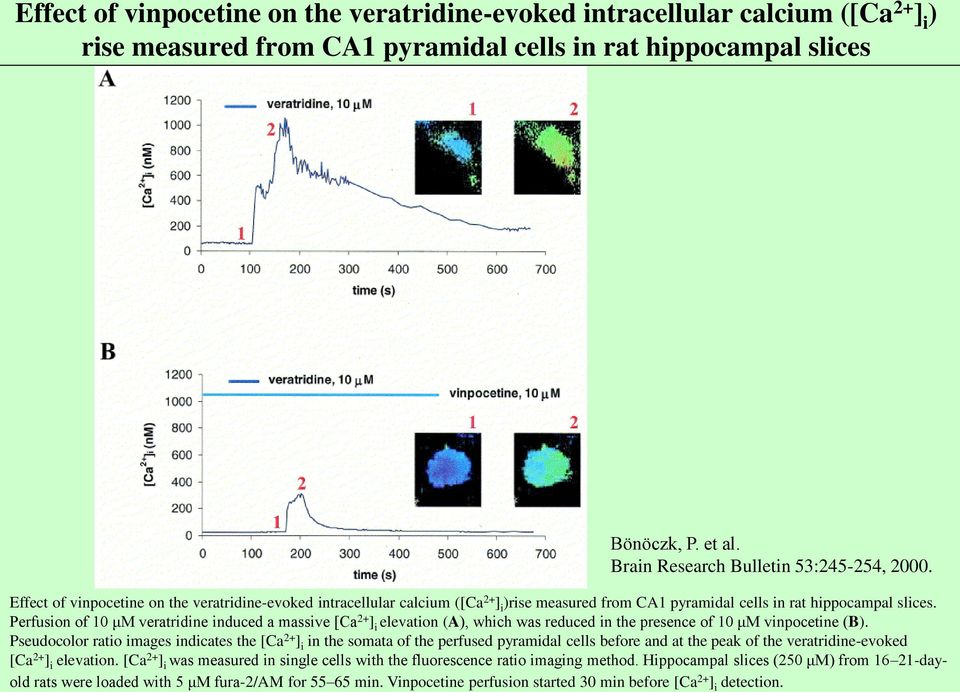 Perfusion of 10 μm veratridine induced a massive [Ca 2+ ] i elevation (A), which was reduced in the presence of 10 μm vinpocetine (B).