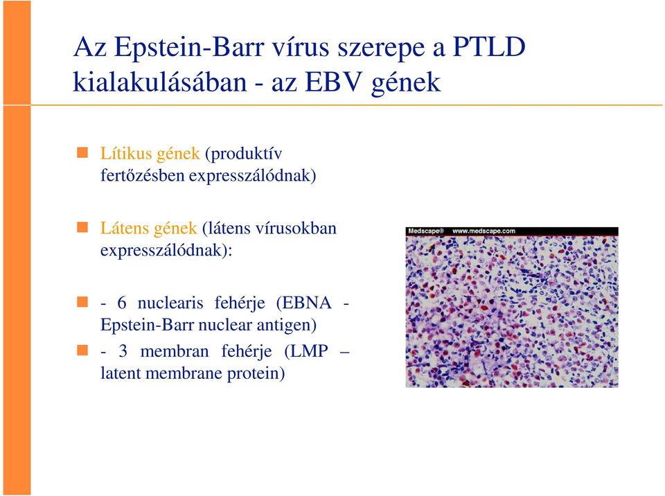 (látens vírusokban expresszálódnak): - 6 nuclearis fehérje (EBNA -