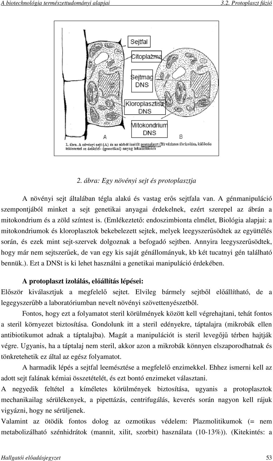 (Emlékeztető: endoszimbionta elmélet, Biológia alapjai: a mitokondriumok és kloroplasztok bekebelezett sejtek, melyek leegyszerűsödtek az együttélés során, és ezek mint sejt-szervek dolgoznak a