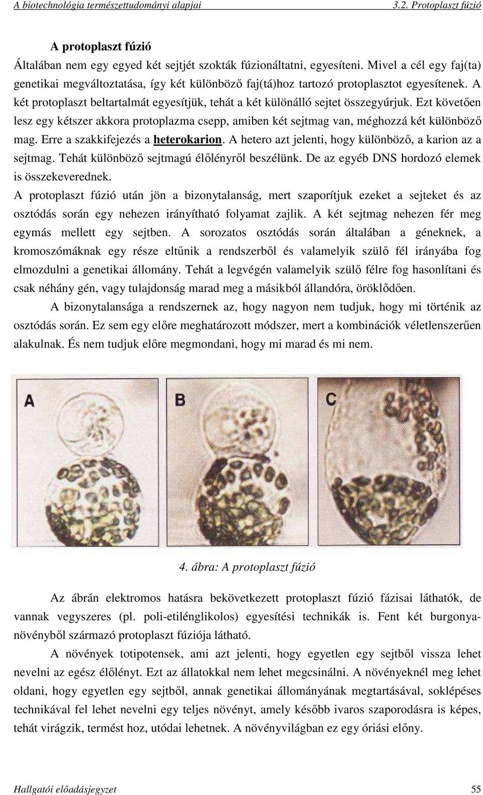 Ezt követően lesz egy kétszer akkora protoplazma csepp, amiben két sejtmag van, méghozzá két különböző mag. Erre a szakkifejezés a heterokarion.