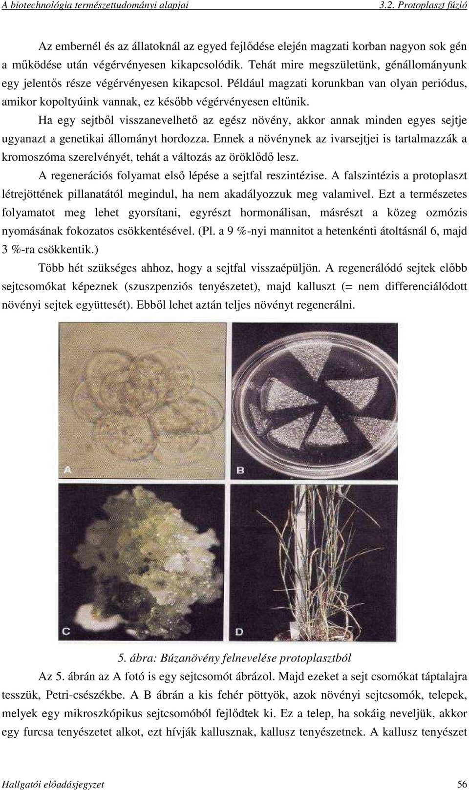 Ha egy sejtből visszanevelhető az egész növény, akkor annak minden egyes sejtje ugyanazt a genetikai állományt hordozza.