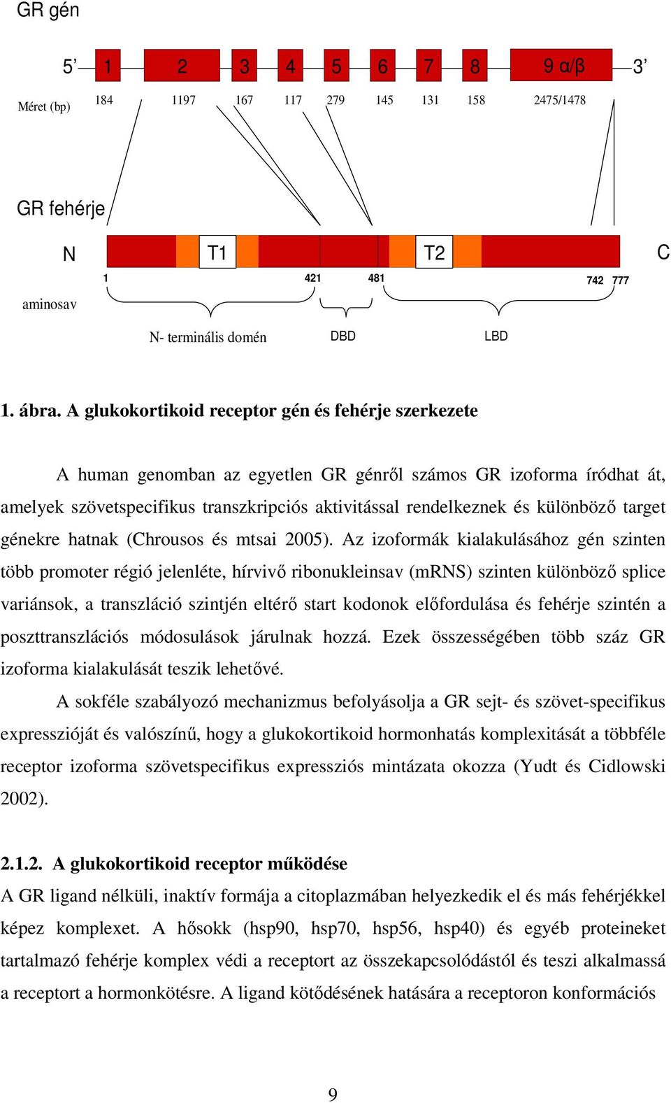 különböző target génekre hatnak (Chrousos és mtsai 2005).