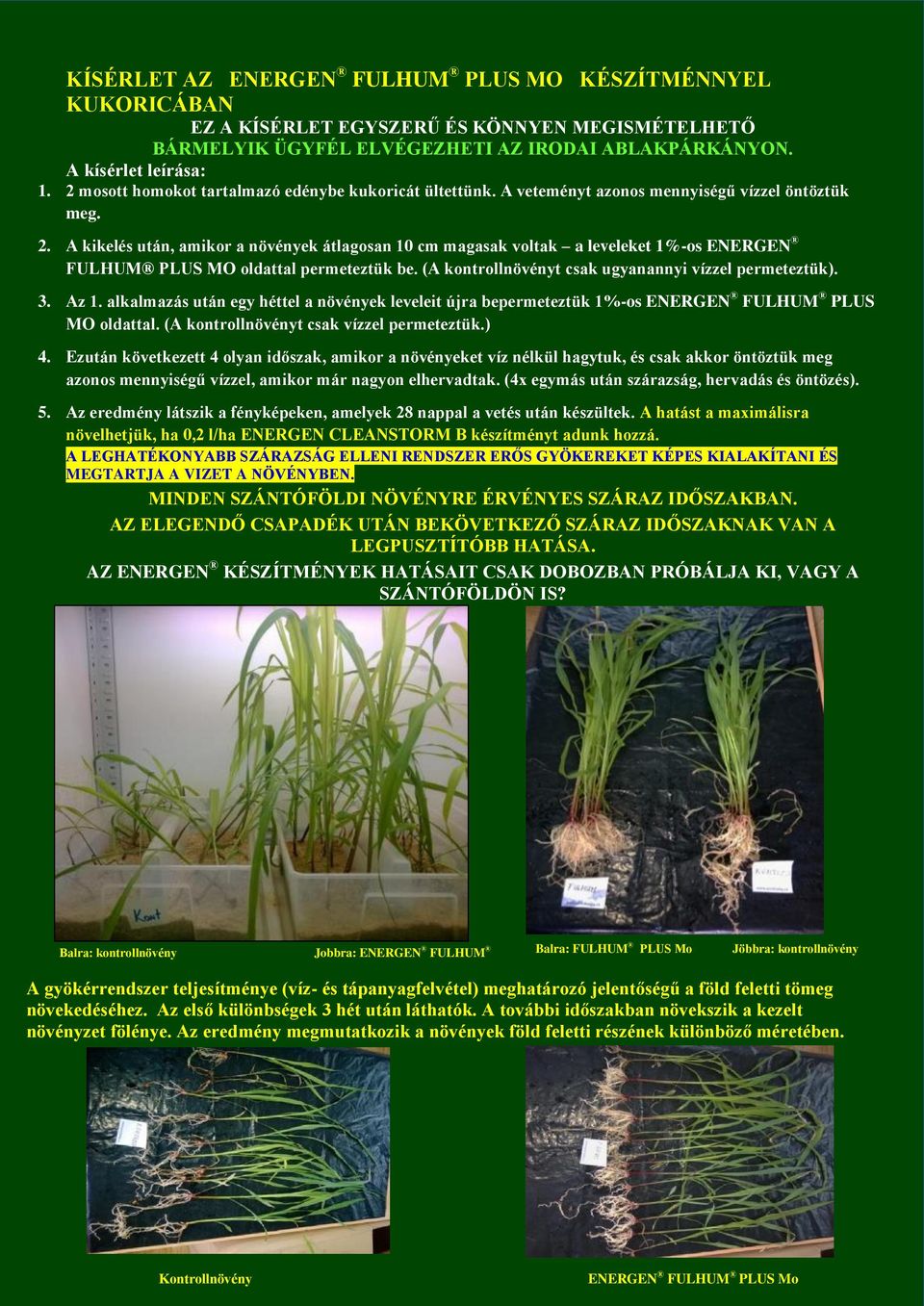 A kikelés után, amikor a növények átlagosan 10 cm magasak voltak a leveleket 1%-os ENERGEN FULHUM PLUS MO oldattal permeteztük be. (A kontrollnövényt csak ugyanannyi vízzel permeteztük). 3. Az 1.