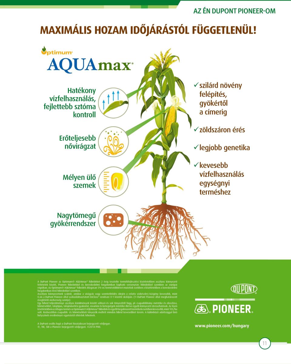 egységnyi terméshez Nagytömegű gyökérrendszer A DuPont Pioneer az Optimum AQUAmax hibrideket 2 évig tesztelte termékfejlesztési kísérletekben aszályos környezeti feltételek között, Pioneer